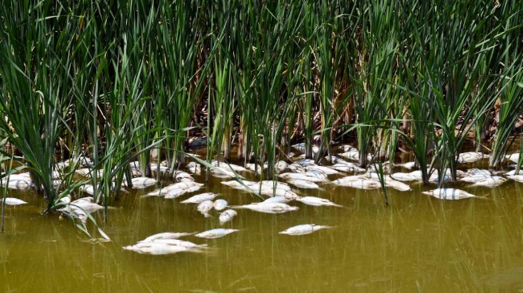 O kentteki korkutan görüntülere inceleme! Bakanlık yetkilileri bölgeye gönderildi 10